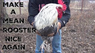 Dealing With An Aggressive Rooster How To Train A Rooster [upl. by Mika]