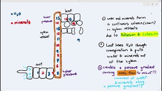 77 Transport of Water amp Minerals up the Xylem Vessels Cambridge AS A Level Biology 9700 [upl. by Felty]