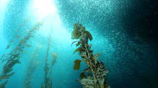 Baits sealion and bat rays at Cortes Bank [upl. by Valorie]