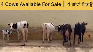 4 cows for sale 4 ਗਾਂਵਾਂ ਵਿਕਾਊ [upl. by Auqenahc84]