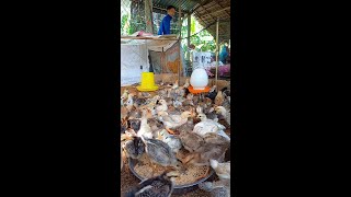 My job is to feed the chickens I love chickens 🐓🐓🐓🐓🐓 youtubeshort [upl. by Solberg]