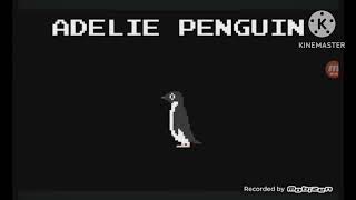 adelie penguin [upl. by Son]