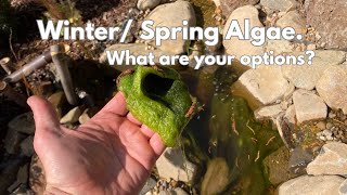 WinterEarly Spring POND ALGAE What are your options [upl. by Anaigroeg]