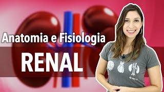 Sistema ExcretorUrinário Aula 12 Anatomia e Fisiologia Renal [upl. by Atteuqcaj]