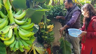 Growing dwarf banana trees in your garden  Our home Garden [upl. by Adnirual124]