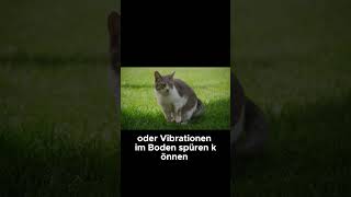 Können Katzen Erdbeben vorhersagen  Katzenfakten [upl. by Antoni912]