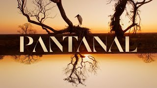 Pantanal a abertura da nova novela das 21h 🐆  TV Globo [upl. by Enaelem689]