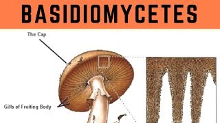 Basidiomycetes  Biological Classification  Vinay Biology [upl. by Yenetruoc]