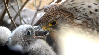 Kestrel chicks growing up in urban environment Portugal [upl. by Latea]