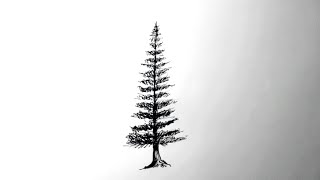 How to Draw a Tree  Realistic Pine  How to draw a pine tree [upl. by Ruthe196]