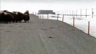 Two foot Musk Ox attacks Grizzly Bear [upl. by Notyard]