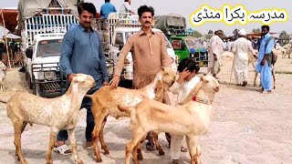 Madrasa bakra Mandi update top quality ke bacche  6 Jul 2024  makhi chena  gillani goat farm [upl. by Mahon]