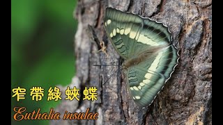 【4K】窄帶綠蛺蝶 Euthalia insulae [upl. by Kenzi]