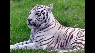 White tigers at the Kolmården Wildlife Park  Norrkoping Sweden [upl. by Uyr]