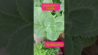 Ajwain Plant Benefits Gardening tips  Easy to grow from cutting youtubeshorts Shortsvideo [upl. by Conant]