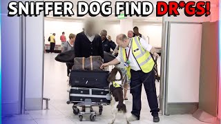 Customs Sniffer Dogs Find Drgs At The Airport [upl. by Nahshun]