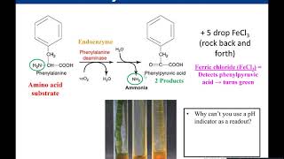 Lab 512 Phenylalanine Deaminase [upl. by Talia]