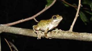 Hyla avivoca  Birdvoiced treefrog [upl. by Salvadore]