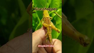 This is a grasshopper shortsfeed insects shorts [upl. by Destinee706]