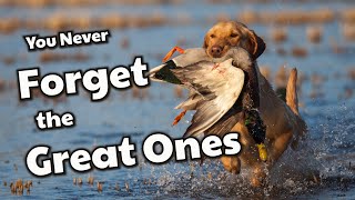 Duck Hunting Retrievers  Why we love them [upl. by Vidovik892]