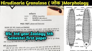 Hirudinaria granulosa Morphology in Hindi  Leech Morphology  BSc 3rd year Zoology 5th semester [upl. by Sibell449]