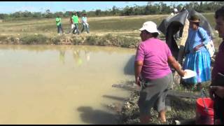 Criaderos de pesces en YapacaniSanta Cruz Bolivia [upl. by Sib]