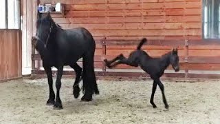 5 days old Friesian horse filly Mathilde for the first time at the inside arena so cute [upl. by Wenger189]