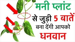 मनी प्लांट से जुड़ी ये 5 बातें बना देंगी आप को धनवान  How to become rich in real life Vastu care [upl. by Ynnos]