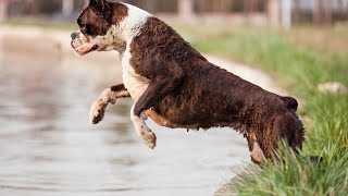 Flyball for Boxers  Can They Do It [upl. by Naillimixam]