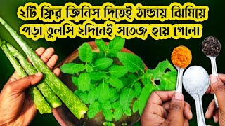 2 দিনেই শুকনো তুলসী হবে তরতাজা  শক্তিশালী ঘরোয়া ওষুধ বাড়িতেই তৈরি করুন How to Save Dying Tulsi [upl. by Anined]