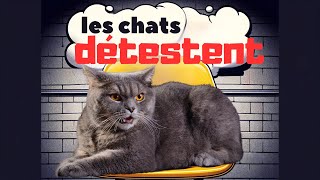 14 choses que les chats détestent expliquées [upl. by Aneem]