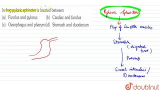 In frog pyloric sphincter is located between [upl. by Roseanna]