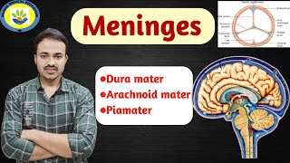 Meninges of Brain amp Spinal cord  Duramater  arachnoid mater  Piamater  Hindi amp English [upl. by Trebla]