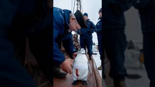 A touching story about a sailor who saves a mother penguin giving birth on the deck of a ship [upl. by Yrelav]