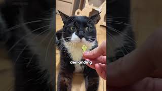 Paralyzed cat 🐱🥹 story funnyanimal cat cute love story namheewpsd [upl. by Cy902]