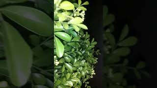 Jasmine plant youtube gardening ytstudioes garden soniyadav9772 [upl. by Maible]