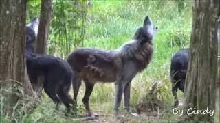 loups noirs hurlant en meute [upl. by Roi]