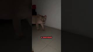 El hotel del terror 😰 shorts viral [upl. by Grindle909]