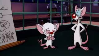 Pinky and the Brain quotAre You Pondering What Im Ponderingquot from quotBrain Foodquot [upl. by Shulem]