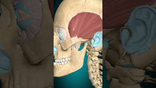 Temporalis muscle action Mandible retraction muscle [upl. by Modern]