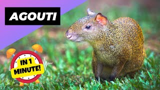 Agouti 🐿️ The MindBlowing Memory Creature  1 Minute Animals [upl. by Groos]