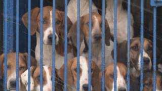 The Blencathra Foxhounds [upl. by Anyel615]