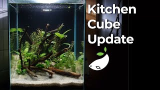 Last Kitchen Cube Update With Aquael Filter Unboxing [upl. by Shaddock]