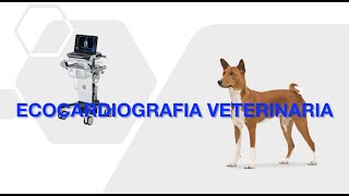 Ecocardiografia veterinaria [upl. by Ellenwahs]