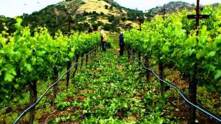 Hillside Select in the Vineyard Part 1 Pruning planting cover crop trellising [upl. by Niuqaoj]