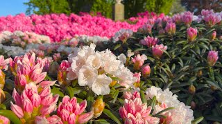 Rhododendron Garden Tour  Perennial Garden [upl. by Ndnarb]