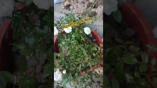 Repotting of Rose🌹🌹Rose plant repotting updatesbalconygarden terracegarden repotting rose [upl. by Sirret]