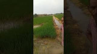 Dr soil Demo Paddy Crop in Punjab Farmer Sokatram Ji [upl. by Rabi650]