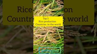 Top 5 Rice production countries in the world rice production in India  rice farming  shorts [upl. by Hsizan262]