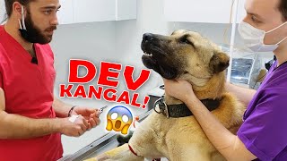 DEV KÖPEKTEN KAN ALMAK Nasıl Tepki Verdi TheVet [upl. by Athalie]